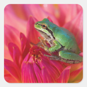 Sticker Carré Grenouille arboricole du Pacifique sur des fleurs