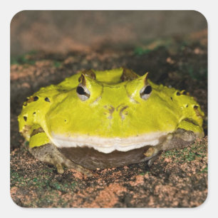 Sticker Carré Grenouille cornu du Brésil, Ceratophrys cornuta, 2