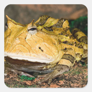 Sticker Carré Grenouille cornu du Brésil, Ceratophrys cornuta, 3