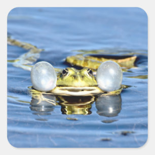 Sticker Carré Grenouille dans l'eau avec Sacs d'air