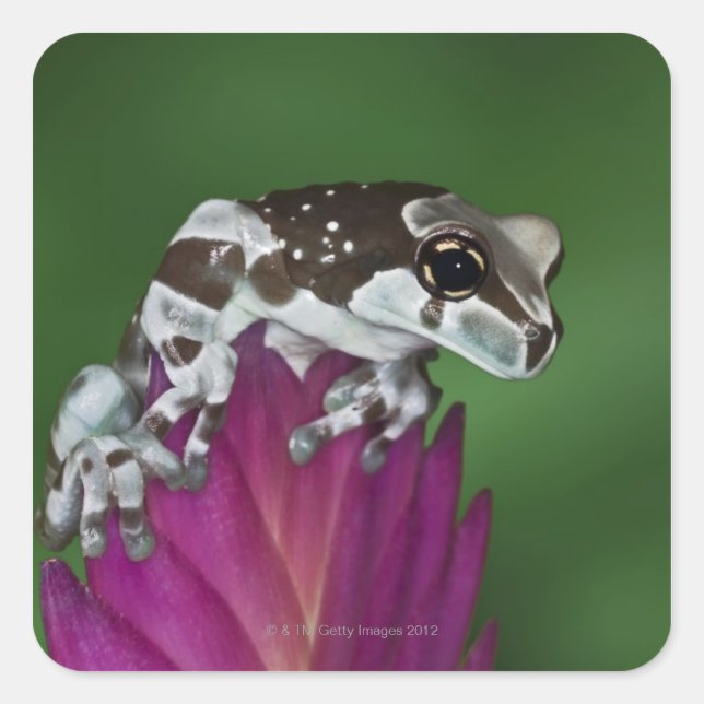 Sticker Carré Grenouille de lait, Trachycephalus resinifictrix (Devant)