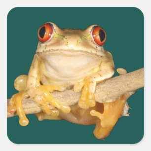 Sticker Carré Grenouille des arbres