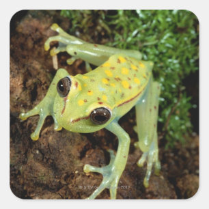 Sticker Carré Grenouille des arbres (Hylidae)
