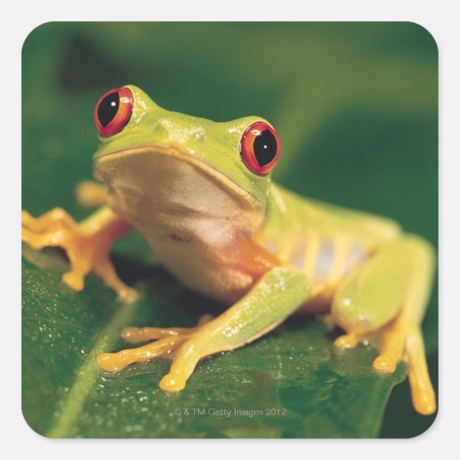 Sticker Carré Grenouille des yeux rouges (Devant)