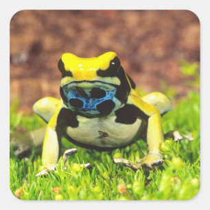 Sticker Carré Grenouille empoisonnée, Dendrobates tinctorius,
