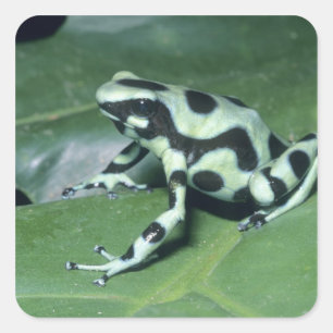 Sticker Carré Grenouille flèche empoisonnée, (Dendrobates auratu
