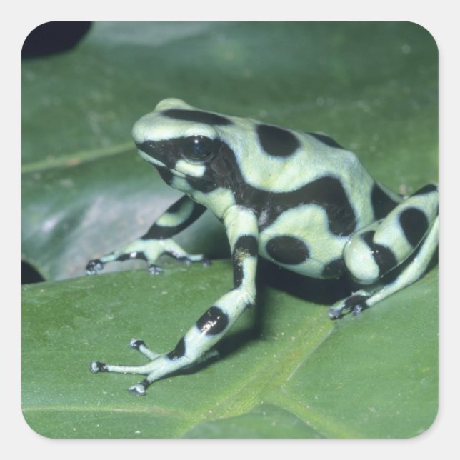 Sticker Carré Grenouille flèche empoisonnée, (Dendrobates auratu (Devant)
