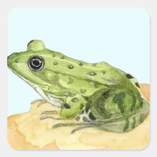 Sticker Carré Grenouille verte