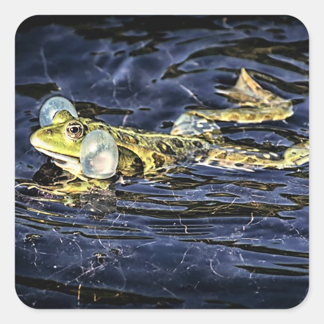 Sticker Carré Grenouille verte dans l'étang (Devant)