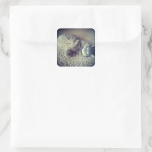 Sticker Carré Grey Long-Haired Cat-Instagram par Shirley Taylor