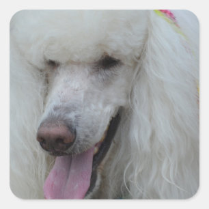 Sticker Carré Grinning White Standard Poodle