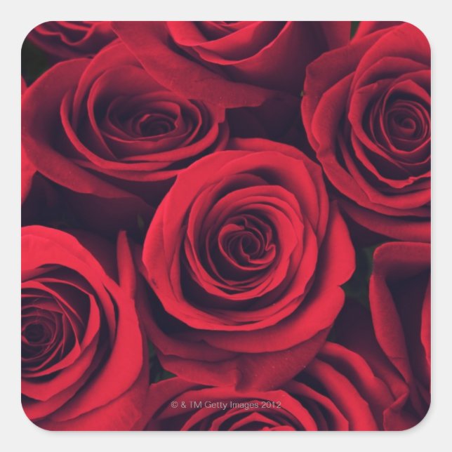Sticker Carré Gros plan de fleurs de rose rouge. (Devant)