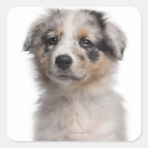 Sticker Carré Gros plan du chiot de Blue Merle Australian Shephe