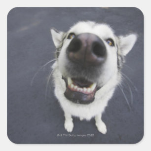 Sticker Carré Gros plan du nez de husky