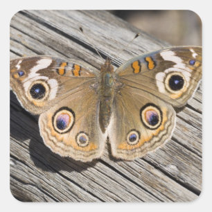 Sticker Carré Gros plan du papillon commun (Junonia)