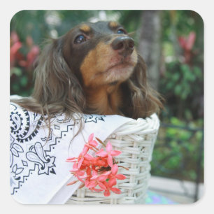 Sticker Carré Gros plan d'un chien Dachshund assis dans un panie
