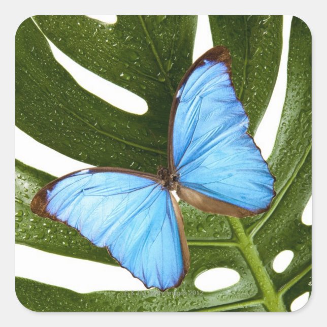 Sticker Carré Gros plan d'un papillon bleu morpho sur une paume (Devant)