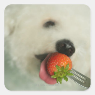 Sticker Carré Gros plan d'une Bichon Frise mangeant une fraise