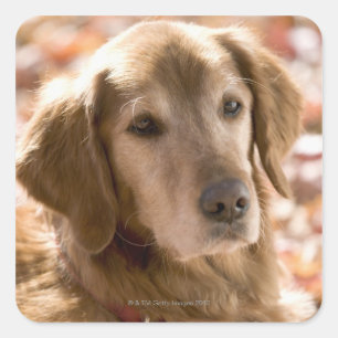 Sticker Carré Gros plan sur golden labrador retriever dog
