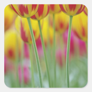 Sticker Carré Gros plan sur le dessous de la fleur de tulipe, 3
