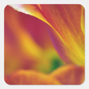 Sticker Carré Gros plan sur le dessous de la fleur de tulipe, 4
