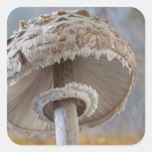 Sticker Carré Gros plan sur le dessous d'un champignon (Devant)