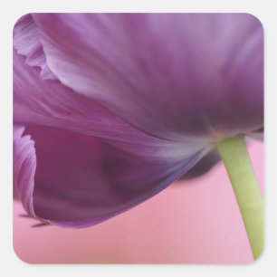Sticker Carré Gros plan sur le dessous d'une fleur de tulipe, Ku