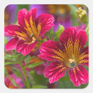 Sticker Carré Gros plans de langue peinte de leurs fleurs -
