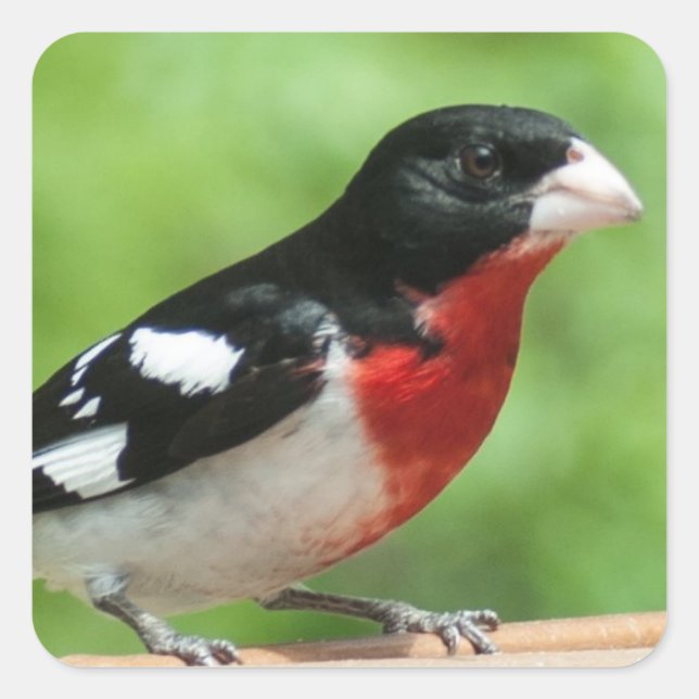 Sticker Carré Grosbeak à poitrine rose (Devant)