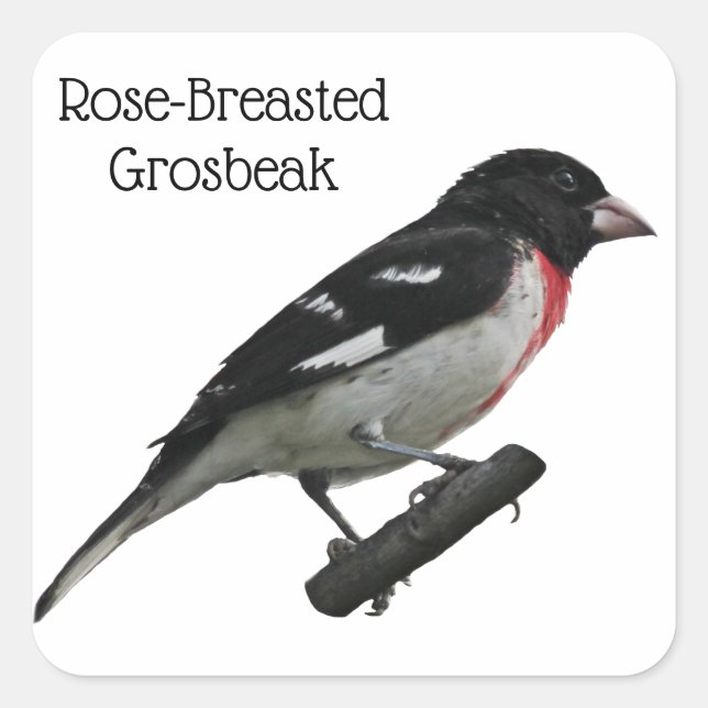 Sticker Carré Grosbeak à poitrine rose (Devant)