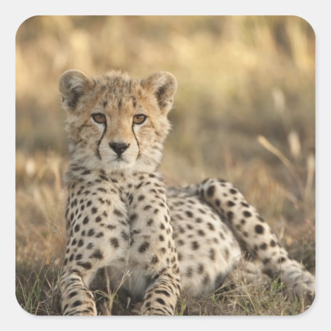 Sticker Carré Guépard, Acinonyx jubatus (Devant)