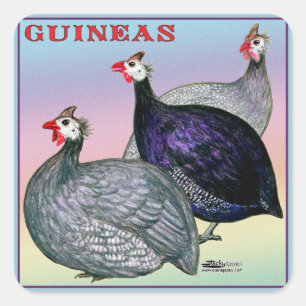Sticker Carré Guineas Trois Fowl