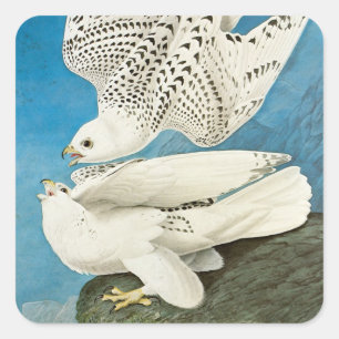 Sticker Carré Gyrfalcons, également appelés Gerfalcons par John