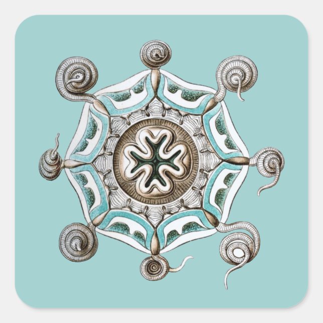 Sticker Carré Haeckel (Devant)