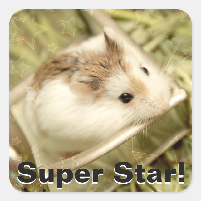 Sticker Carré Hammyville - Cute Hamster (Devant)