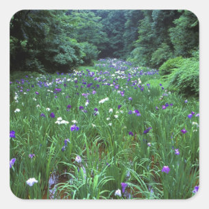 Sticker Carré Hana Shobu (Japanese Water Iris), Meiji Shrine,