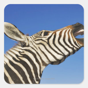 Sticker Carré Harnas Wildlife Sanctuary, Namibie, Sud