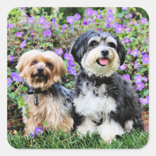 Sticker Carré Havanese - Lola et Yorkie - aquarium populaire