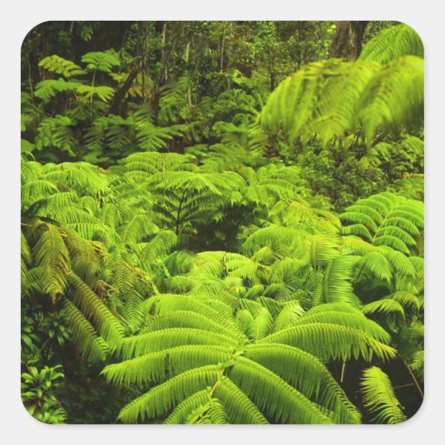 Sticker Carré Hawaii, Grande Ile, Verdure tropicale luxuriante d (Devant)
