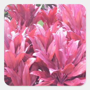 Sticker Carré Hawaii Ti quitte le plante