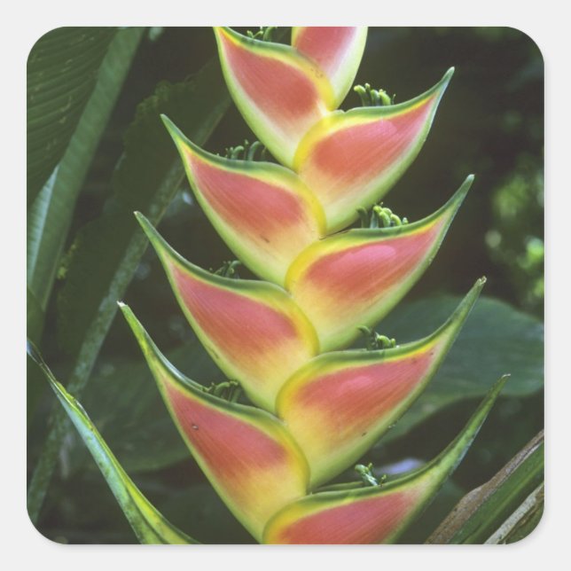 Sticker Carré Heliconias, Heliconia walkeriana), La Selva (Devant)