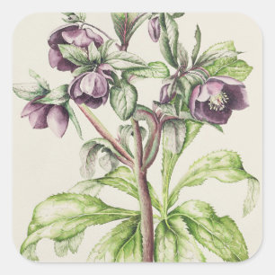 Sticker Carré Helleborus Orientalis de Helen Ballard