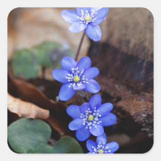 Sticker Carré Hepatica commun (Hepatica nobilis)