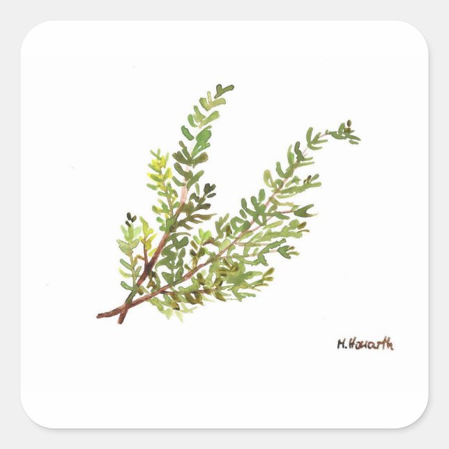 Sticker Carré Herbe de romarin Rosemary aquarelle (Devant)