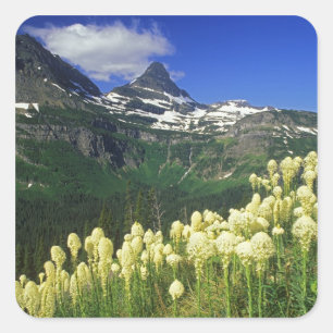 Sticker Carré Herbe d'ours à Logan Pass dans le parc national de
