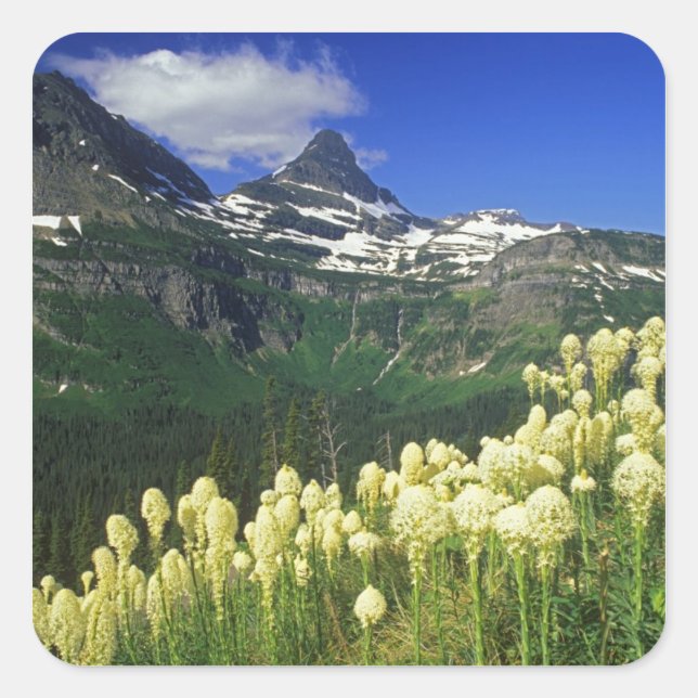 Sticker Carré Herbe d'ours à Logan Pass dans le parc national de (Devant)