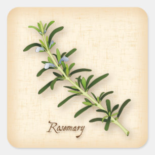 Sticker Carré Herbe Rosemary