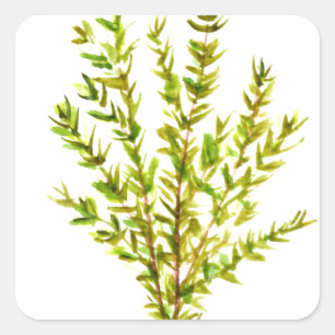 Sticker Carré Herbes de thym Herbes botaniques