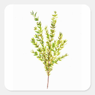 Sticker Carré Herbes de thym Herbes botaniques