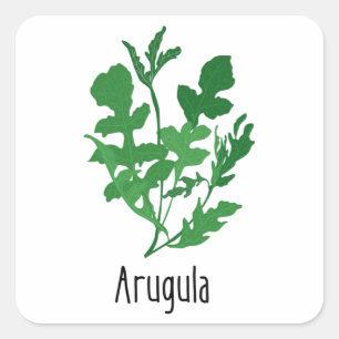 Sticker Carré Herbes d'épices Arugula